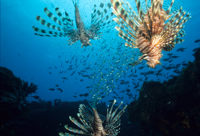 Pterois volitans魔鬼簑鮋