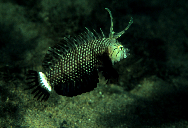 Novaculichthys taeniourus帶尾新隆魚