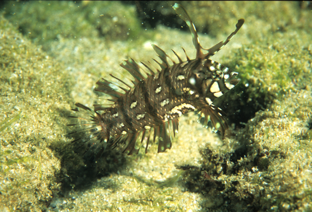 Novaculichthys taeniourus帶尾新隆魚