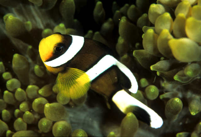 Amphiprion clarkii克氏雙鋸魚