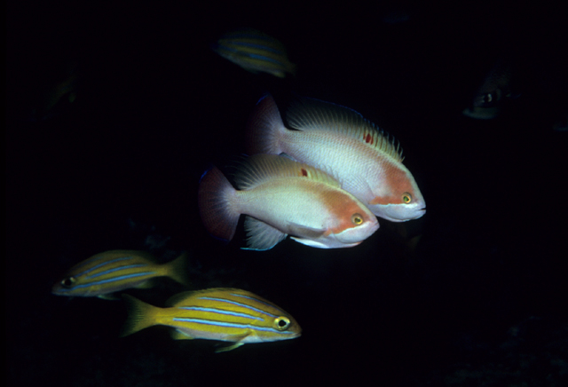 Pseudanthias squamipinnis絲鰭擬花鮨