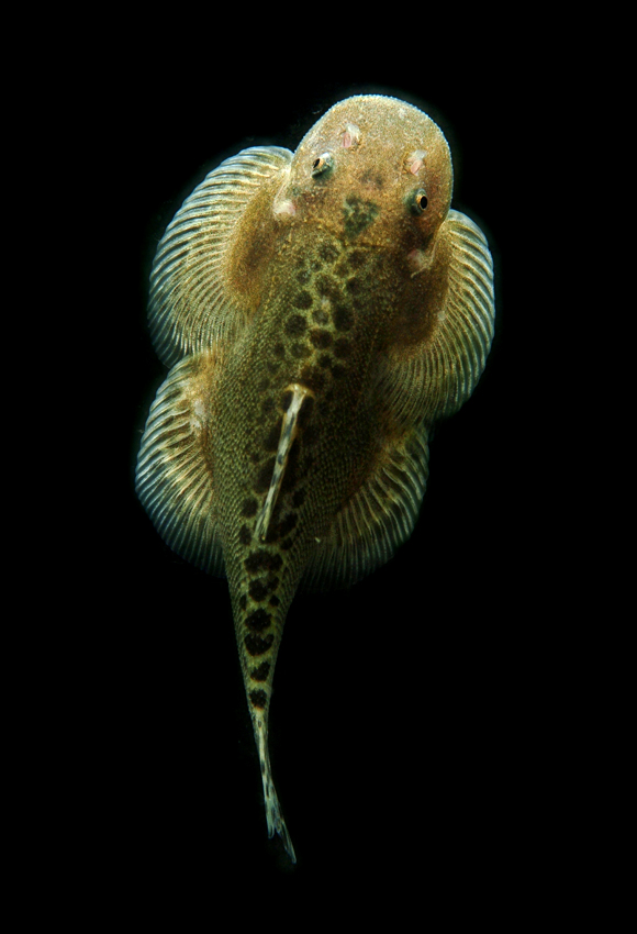 Sinogastromyzon puliensis埔里中華爬岩鰍