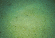 Synaptura marginata黑緣箬鰨