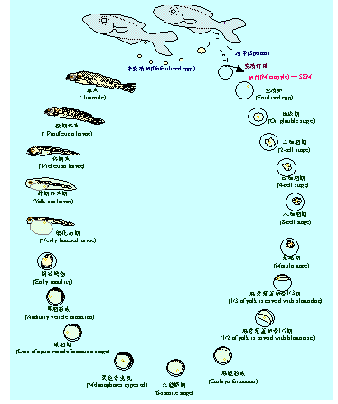 兰寿鱼卵孵化过程图解图片