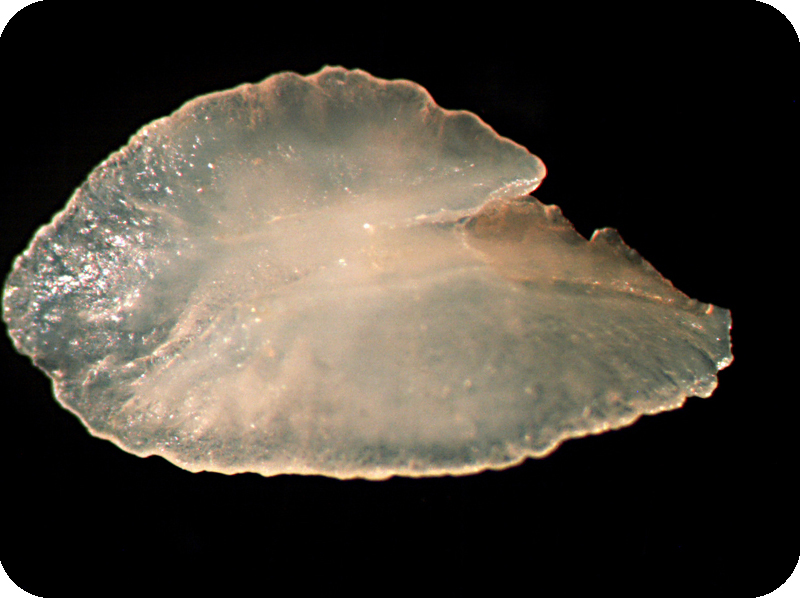 Microcanthus strigatus柴魚