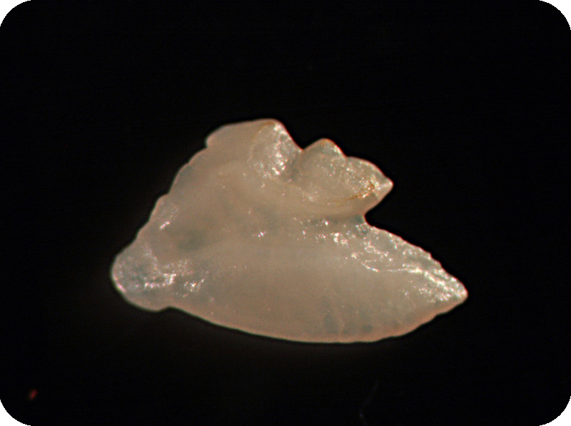 Chromis notata尾斑光鰓雀鯛