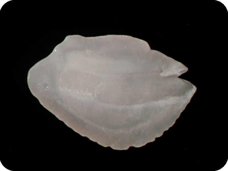 Myctophum asperum粗鱗燈籠魚