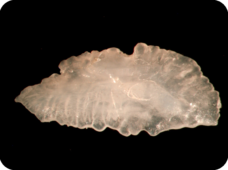 Epinephelus corallicola黑駁石斑魚