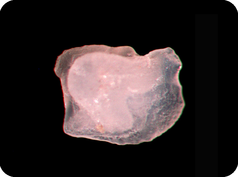 Chromis cinerascens灰光鰓雀鯛
