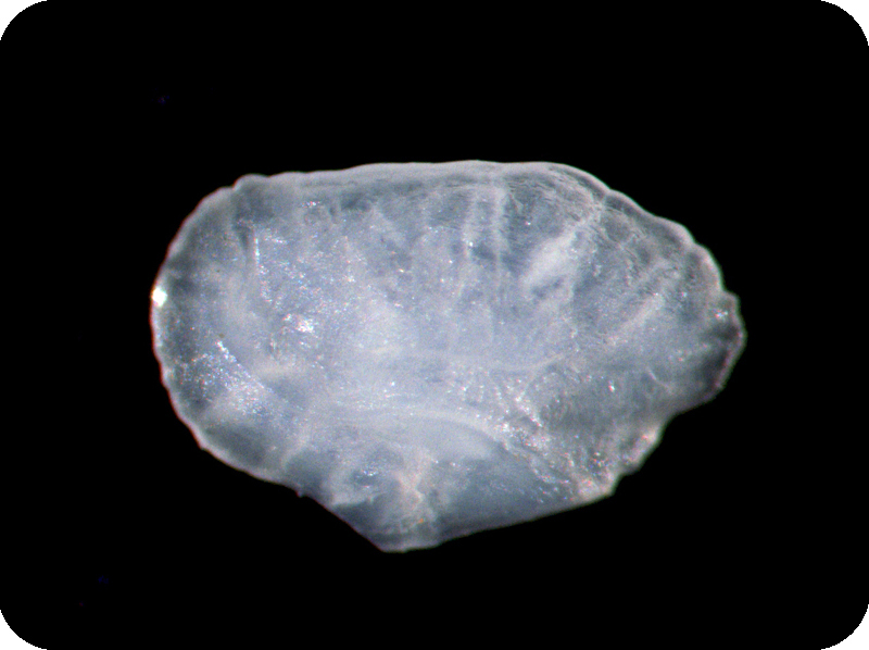 Plectroglyphidodon johnstonianus約島固曲齒鯛