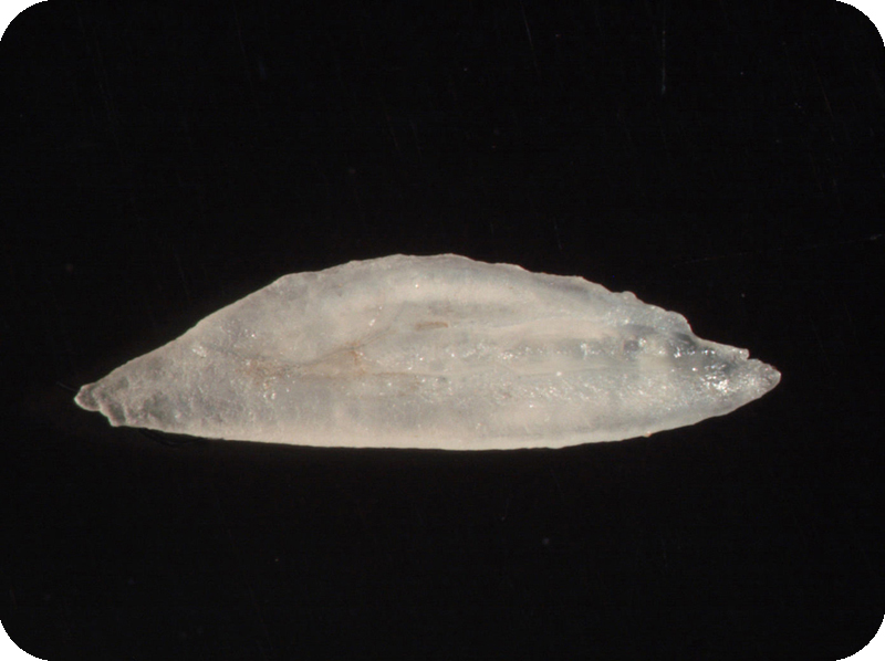 Grammoplites scaber橫帶棘線牛尾魚