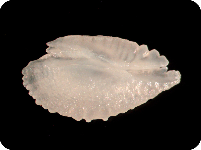 Trachinocephalus myops準大頭狗母魚