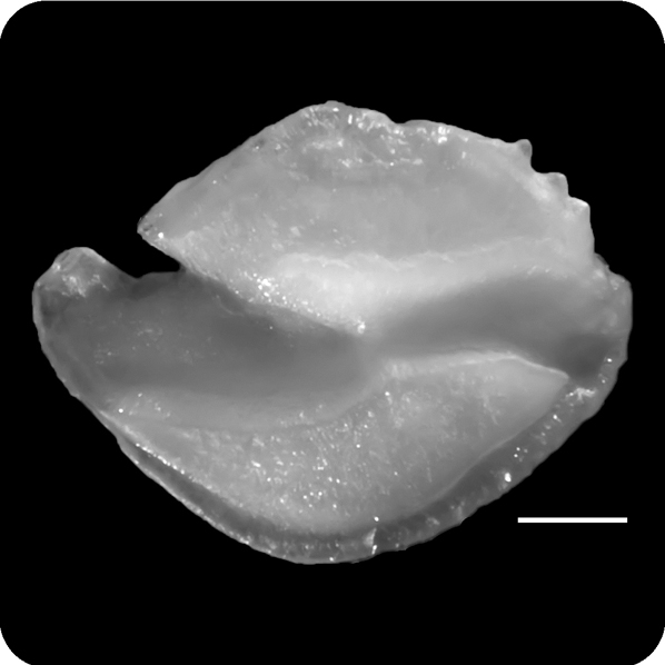 Symphysanodon typus癒齒鯛