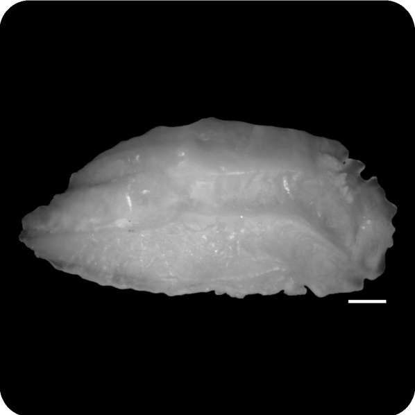 Epinephelus undulosus波紋石斑魚
