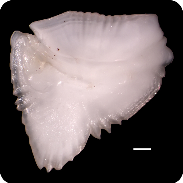 Diretmoides pauciradiatus短鰭擬銀眼鯛