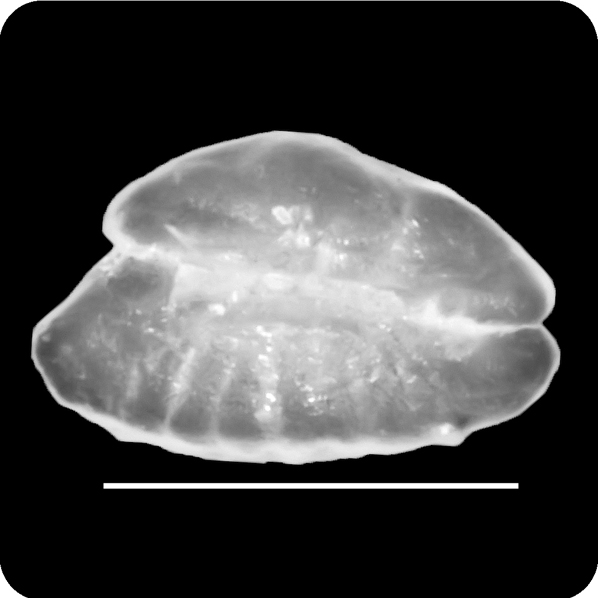 Labroides dimidiatus裂唇魚