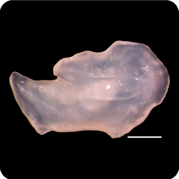 Aulotrachichthys prosthemius前肛管燧鯛