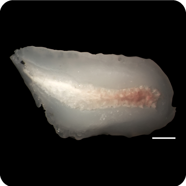 Cypselurus angusticeps細頭斑鰭飛魚