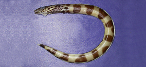 Ariosoma fasciatum條紋錐體糯鰻