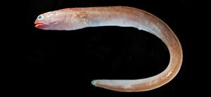 Parabathymyrus brachyrhynchus短吻擬深海蠕鰻