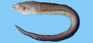 Gymnothorax albimarginatus白緣裸胸鯙