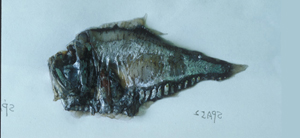 Argyropelecus gigas巨銀斧魚