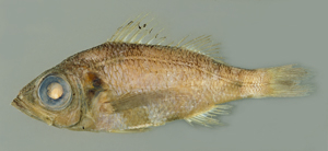 Malakichthys barbatus鬚軟魚