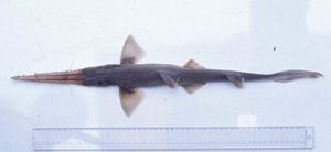 Pristiophorus japonicus日本鋸鯊