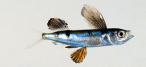 Parexocoetus mento長頜擬飛魚