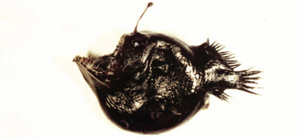 Melanocetus johnsonii約氏黑鮟鱇