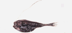 Rhynchactis leptonema細絲吻巨棘鮟鱇