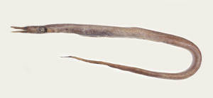 Nettastoma parviceps小頭鴨嘴鰻
