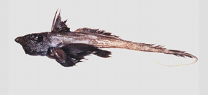 Hydrolagus mitsukurii箕作氏兔銀鮫
