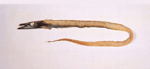 Benthodesmus tenuis叉尾深海帶魚