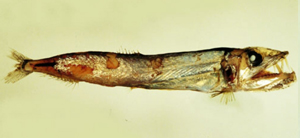 Omosudis lowii錘頜魚