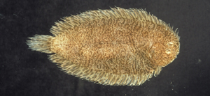 Liachirus melanospilos黑斑圓鱗鰨