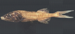 Talismania longifilis絲尾塔氏魚