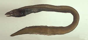 Ilyophis brunneus褐泥蛇鰻