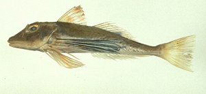 Chelidonichthys ischyrus大頭黑角魚