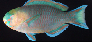 Scarus spinus刺鸚哥魚