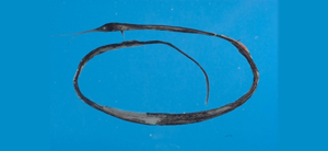 Avocettina infans喙吻鰻