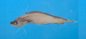 Laemonema rhodochir玫紅絲鰭鱈