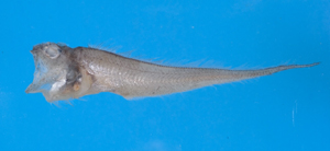 Glyptophidium lucidum光曲鼬魚