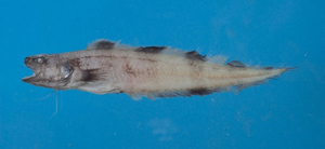 Neobythites fasciatus橫帶新鼬魚