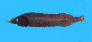 Alepocephalus longiceps長鰭黑頭魚