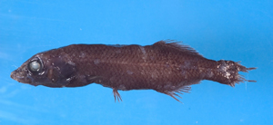 Talismania antillarum安的列斯塔氏魚