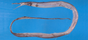 Gavialiceps taiwanensis臺灣絲尾海鰻
