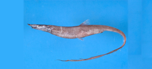 Aldrovandia affinis異鱗海蜴魚