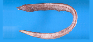 Histiobranchus bathybius深海旗鰓鰻