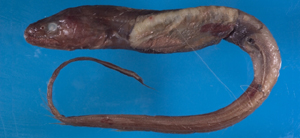 Bathyuroconger parvibranchialis少耙深海尾糯鰻